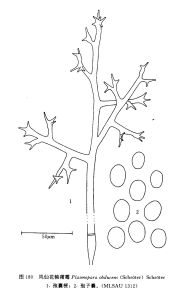 鳳仙花軸霜霉