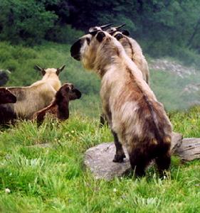 扭角羚—深山中的大型食草動物