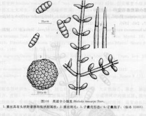 英諾卡小煤炱