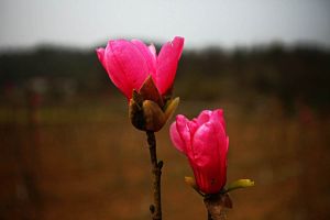 紅花玉蘭