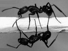 殺死螞蟻的54種方法