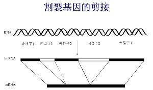 割裂基因