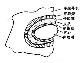 革蘭氏陽性細菌