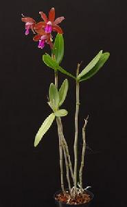 Cattleya bicolor