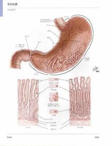 胃液[胃內分泌物的總稱]