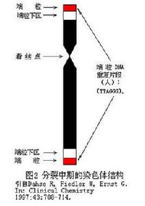 端粒學說