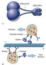 dynein