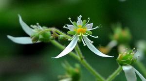 長花柱虎耳草的花朵