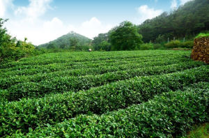 泰山女兒茶