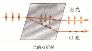 光性定向粘粒