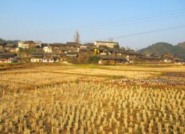 葛圩村[安徽阜陽市潁上縣劉集鄉下轄村]