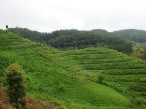 菜芹壩自然村