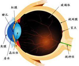 甲亢性突眼