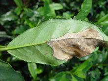 茶雲紋葉枯病—發病症狀圖