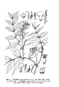 安徽山黧豆（植物分類學報）圖版72: 8-14