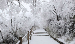 大坪霽雪