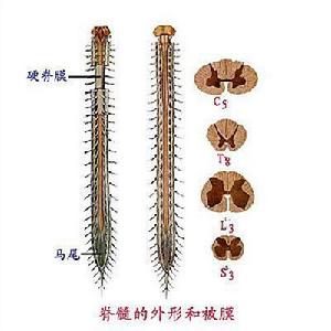 脊髓圓錐