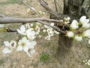 虞城縣萬畝梨園