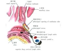 咽淋巴環