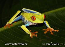 紅眼樹蛙 Agalychnis callidryas