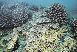 華麗鹿角珊瑚