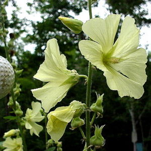 （圖）木劍錦葵