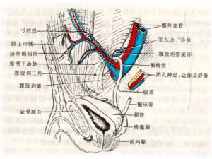 腹壁下動脈