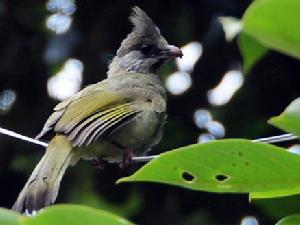 鳳頭雀嘴鵯