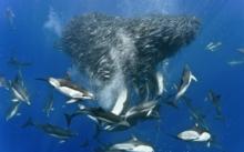 數萬馬鮫魚簇擁形成巨大魚群