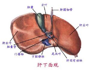 肝下面觀