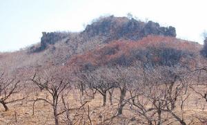 萌芽山