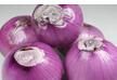 甘肅紫皮洋蔥 甘肅紫皮洋蔥