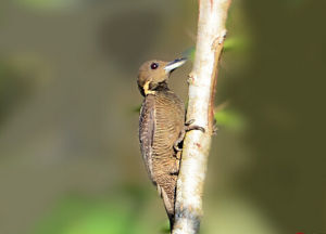 黃頸斑啄木鳥