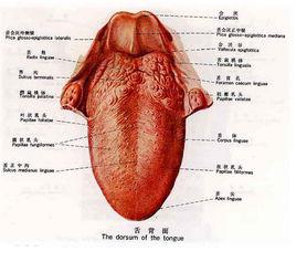舌[舌頭的別稱]