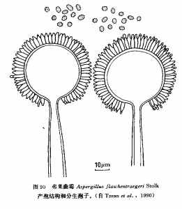 弗萊麴黴