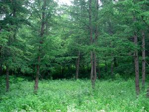 黑龍山國家森林公園