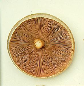 （圖）樹蘑菇