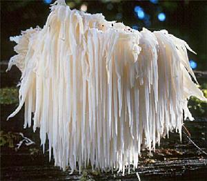 Hericium erinaceus