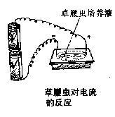 對光反應