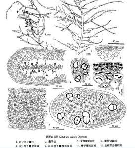 異形石花菜