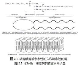 電化學梯度