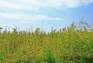 東台西溪植物園高清大圖