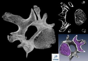 山羊腰椎骨顯微CT掃描