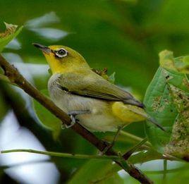 綠色繡眼鳥