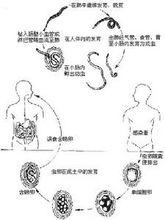 人體寄生蟲學