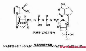 （圖）呼吸鏈