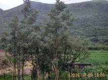 雨山村[湖北省鹹寧市崇陽縣雨山村]