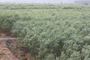 淄博潤豐園苗木種植專業合作社