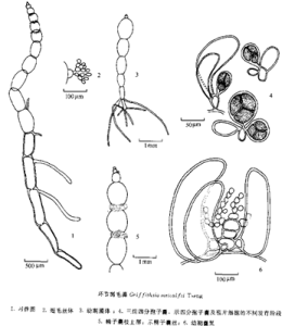 環節凋毛藻