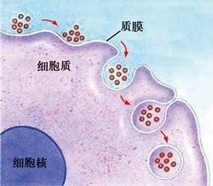 胞飲作用